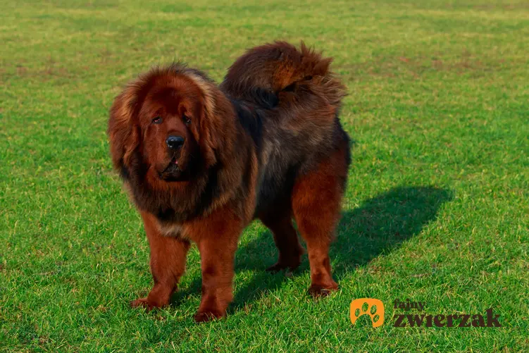 Pies rasy mastif tybetański stojący na trawniku, a także prawidłowa waga mastifa tybetańskiego