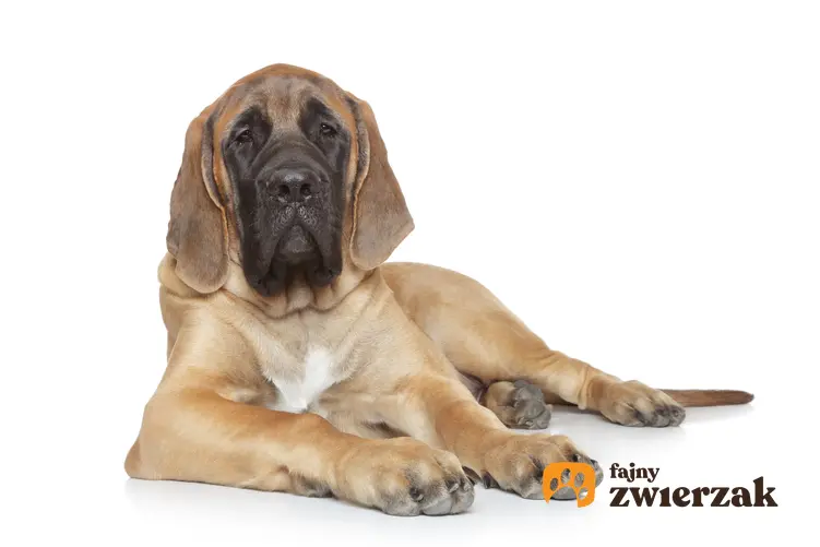 Pies rasy mastif angielski na białym tle, a także cena mastifa angielskiego z rodowodem