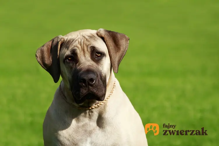 Pies rasy mastif angielski na tle trawnika, a także cena mastifa angielskiego z rodowodem