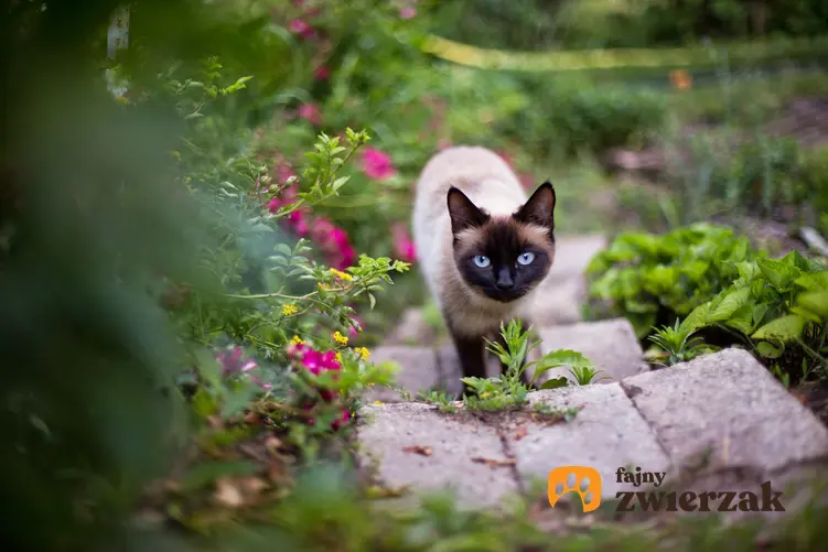 Kot syjamski spacerujący w ogrodzie, a także cena kota syjamskiego