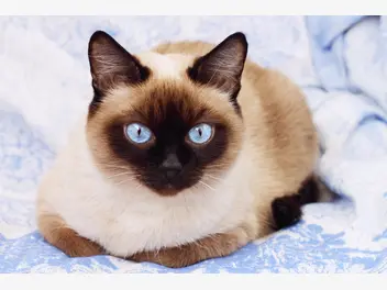 Ilustracja artykułu kot syjamski długowłosy – charakterystyka, usposobienie, pielęgnacja