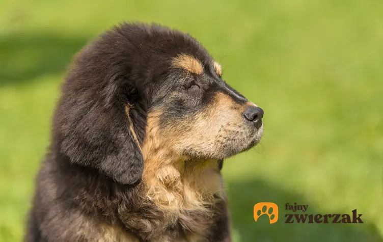 Pies rasy mastif tybetański na tle zieleni oraz cena mastifa tybetańskiego