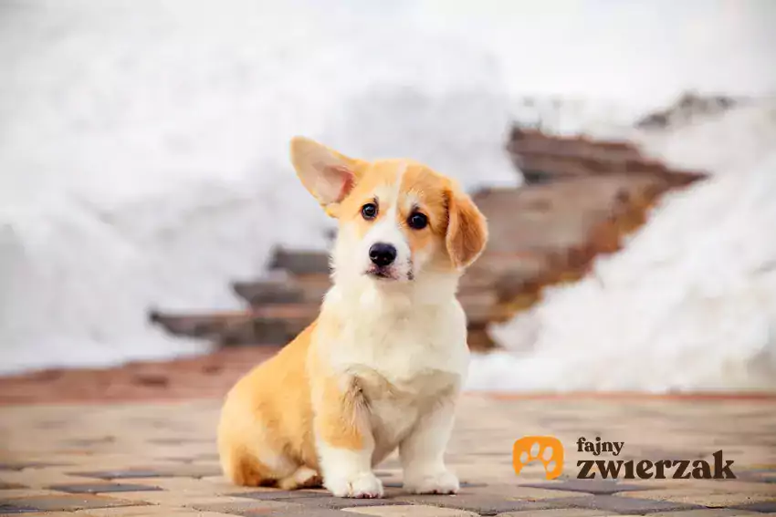 Szczenię Welsh Corgi Pembroke