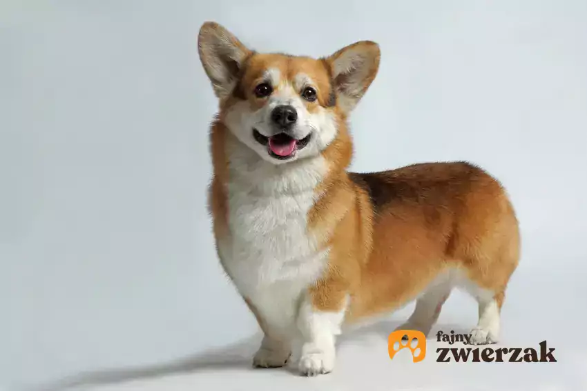 Welsh corgi pembroke na białym tle