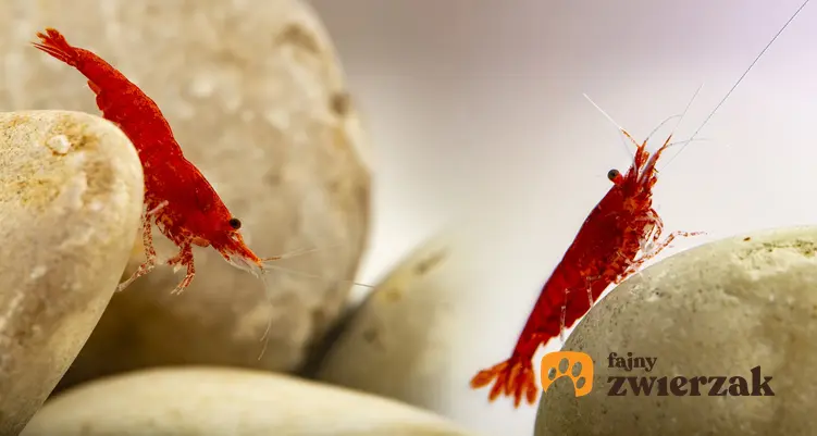 Małe czerwone krewetki red cherry w akwarium, a także porady jak hodować