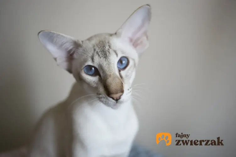 Orientalny kot na szarym tle, a także koty dla alergików bez sierści lub z włosami