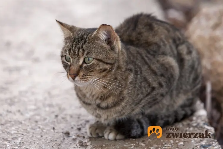 Kot siedzący na podłodze, a także koty dla alergików, czyli hipoalergiczne rasy kotów