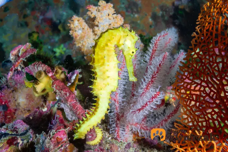 Żółty pławikonik w akwarium, a także konik wodny i jego rozmnażanie