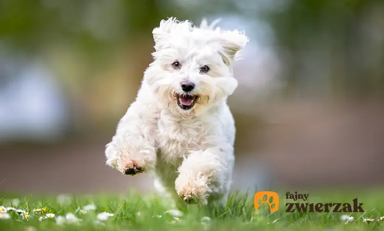 Pies rasy maltańczyk biegający po trawniku, a także szczeniak maltańczyka i jego wychowanie
