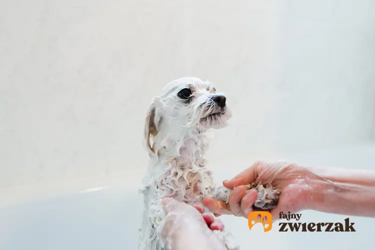 Pies rasy maltańczyk w wannie podczas kąpięli, a także polecany szampon dla maltańczyka