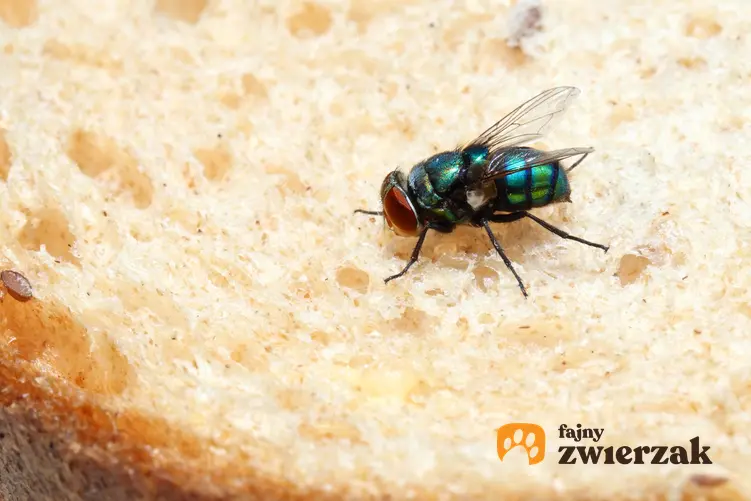Mucha siedząca na kawałku chleba, a także informacje, ile żyje mucha domowa