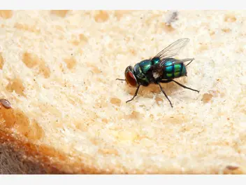 Ilustracja artykułu ile żyje mucha? sprawdź średnią długość życia owada