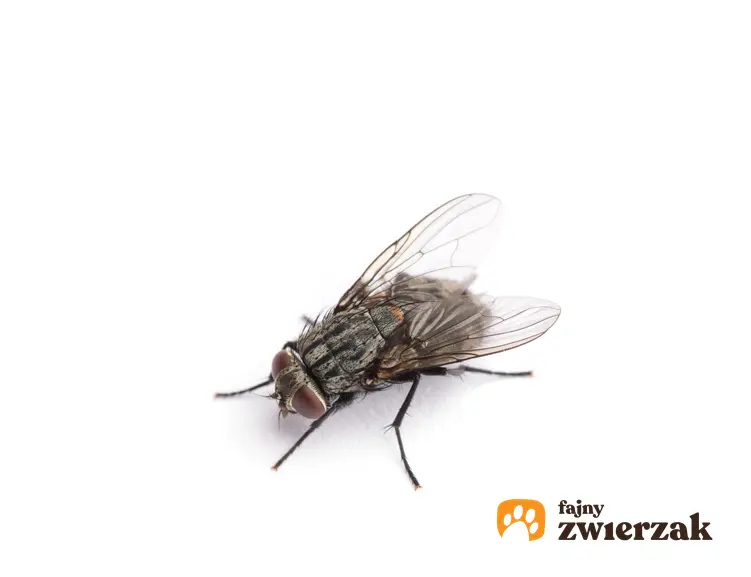 Mucha na białym tle, a także odpowiedź na pytanie, ile żyje mucha domowa i larwy