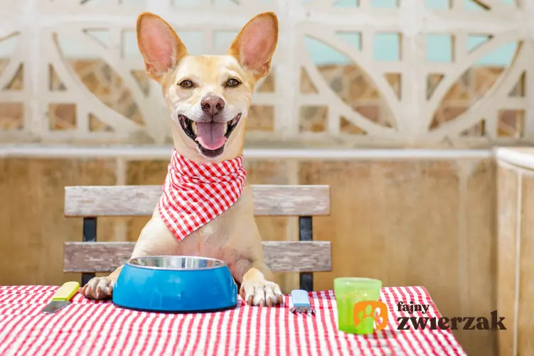 Uśmiechnięty pies siedzący za stołem, a także dieta barf dla psa krok po kroku i żywienie