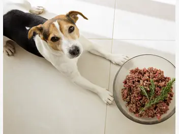 Ilustracja artykułu dieta barf u psa - jadłospis, przygotowanie posiłku, przepisy, opinie
