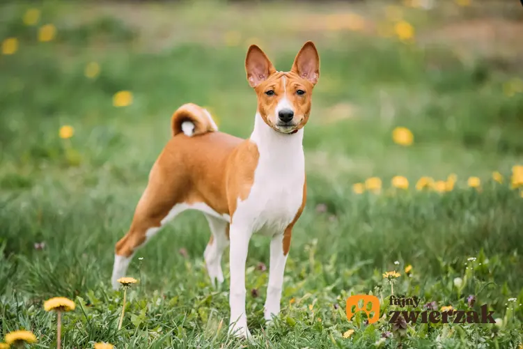 Pies rasy basenji na trawniku, a także cena basenji, jego charakter i hodowla