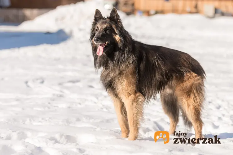 Pies rasy owczarek belgijski długowłosy na śniegu, a także opis i cena
