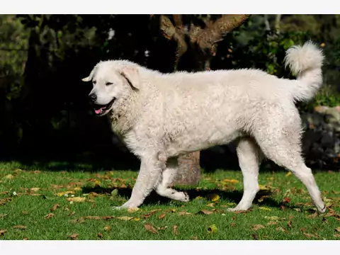 Kuvasz: charakterystyka i porady opieki