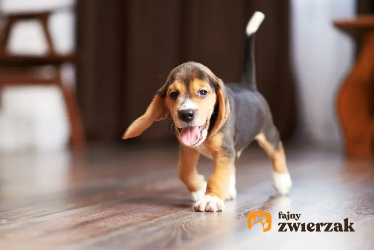 Szceniak beagle chodzący po podłodze, czyli pirewsze dni psa w nowym domu