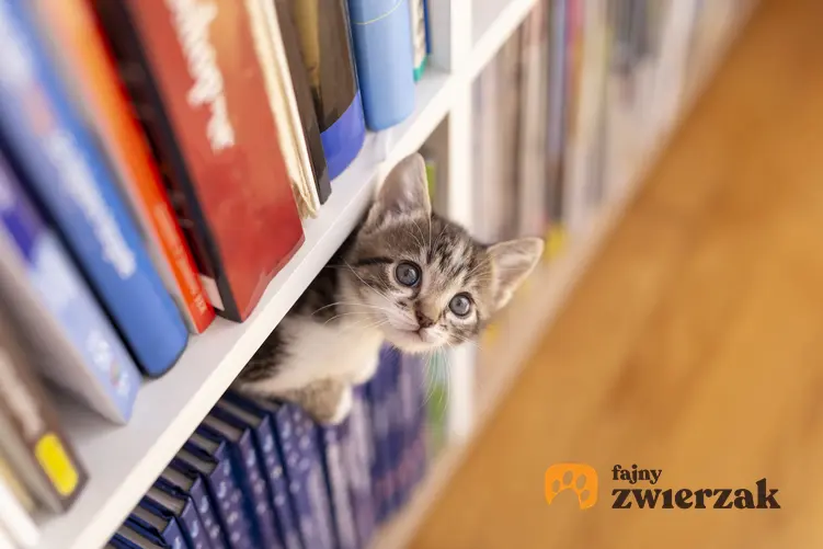 Mały kotek chowający się na półce z książkami oraz pierwsze dni kota w nowym domu