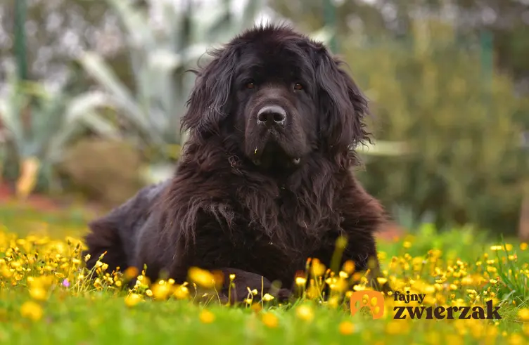 Pies rasy nowofundland siedzący wśród kwiatów, a także cena nowofundlanda