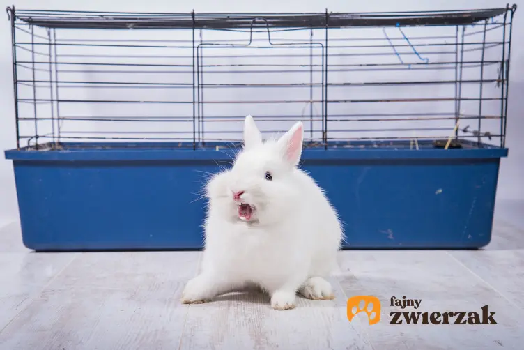 Biały królik siedzący przed klatką, a także wskazówki, jak zrobić wybieg dla królika