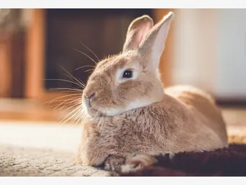 Ilustracja artykułu jak zrobić wybieg dla królika? przedstawiamy krok po kroku