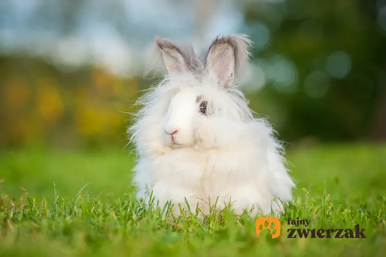 Biały królik angora siedzący na trawie, a także jego hodowla i wychowanie w domu