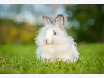Ilustracja artykułu królik angora – charakterystyka, żywienie, pielęgnacja, porady