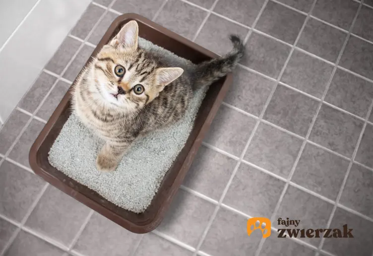 Kot siedzący w kuwecie oraz porady, jak usunąć zapach moczu kota