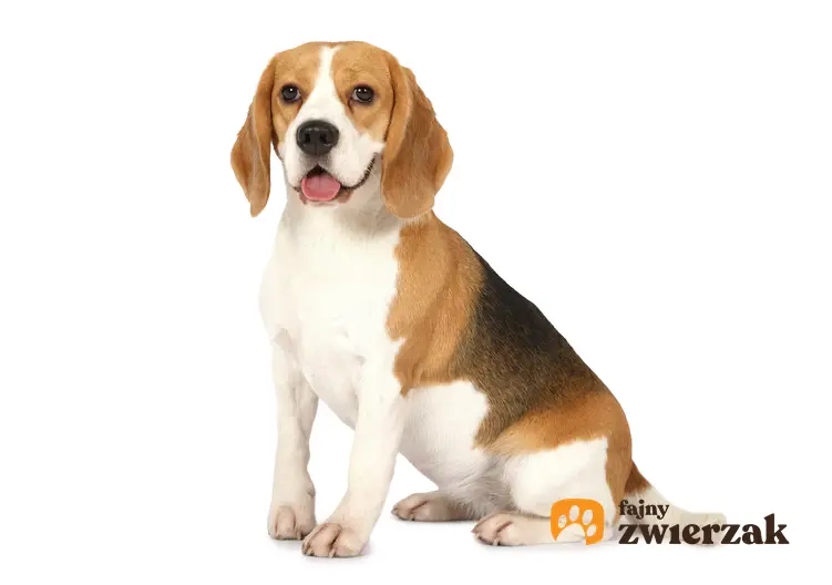 Pies rasy beagle miniaturka na białym tle, a także charakter, hodowla i cena