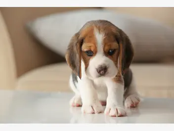 Ilustracja artykułu najlepsze hodowle beagle - gdzie warto kupić szczeniaka
