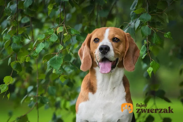 Pies rasy beagle na tle zieleni oraz opinie o beagle i usposobienie psów