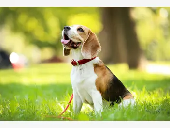 Ilustracja artykułu opinie o beagle - co mówią hodowcy psów a co właściciele?