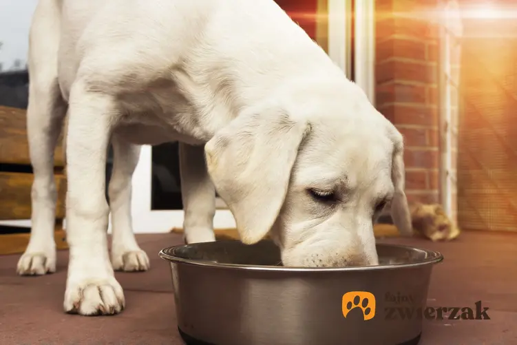 Biały pies jedzący z miski, a także polecana karma dla psa alergika