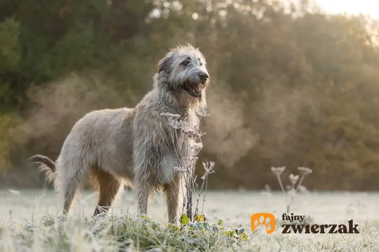 Pies rasy owczarek irlandzki porczas spaceru, a także jego cena i hodowla