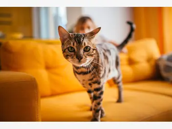 Ilustracja artykułu hodowla kota bengalskiego – sprawdź, gdzie kupić kocięta z rodowodem