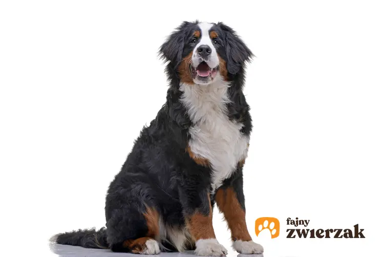 Berneński pies pasterski na białym tle oraz charakter berneńskiego psa pasterskiego