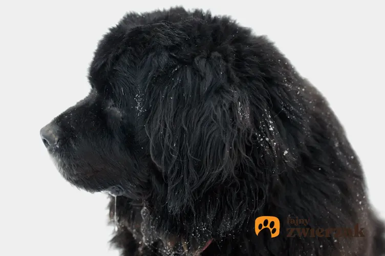 Pies rasy nowofundland na białym tle oraz charakter nowofundlanda