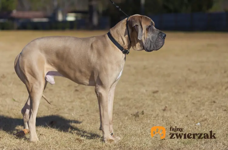 Pies rasy dog niemiecki podczas spaceru, a także charakter doga niemieckiego