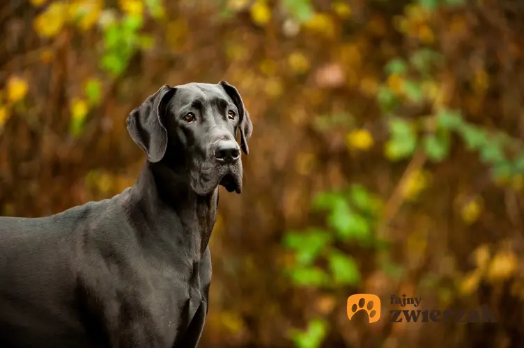 Pies rasy dog niemiecki na tle drzew oraz charakter doga niemieckiego