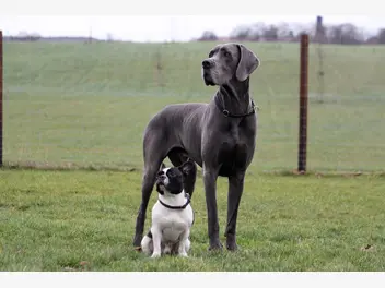 Ilustracja artykułu jaki jest największy pies świata? oto 5 psów olbrzymów