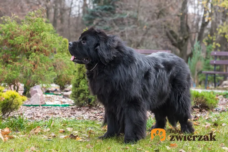 Pies rasy nowofundland na podwórku podczas spaceru, a także polecana hodowla nowofundlanda w Polsce