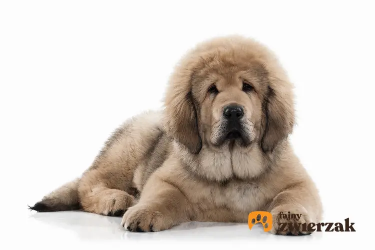 Pies rasy szczeniak mastifa tybetańskiego na białym tle, a także opis rasy i cena za szczeniaki