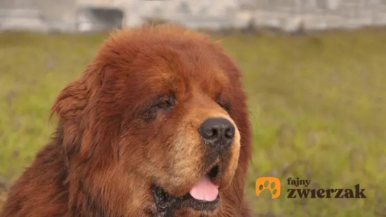 Pies rasy czerwony mastif tybetański na tle zieleni, a także jego hodowla i opis rasy