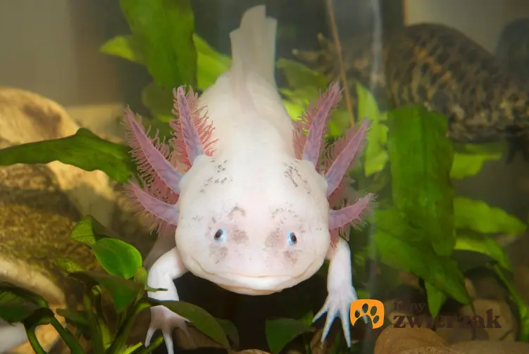Różowa salamandra meksykańska w akwarium, a także jej hodowla