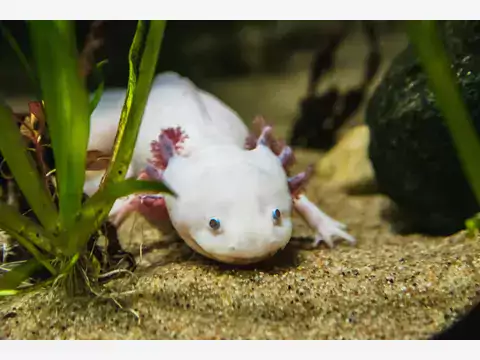 Ambystoma meksykańska: opieka i porady