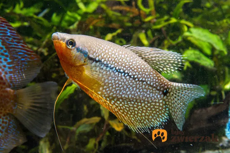 Ryba gurami mozaikowe w akwarium, a także jej rozmnażanie i cena