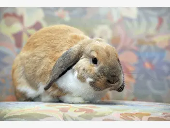 Ilustracja artykułu baranek miniaturka (królik) – opis, cechy, pielęgnacja, opinie