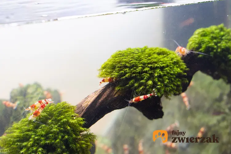 Korzeń akwariowy porośnięty roślinką, a także jakie korzenie do akwarium wybrać